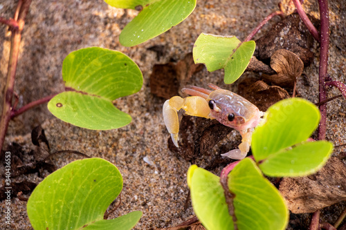 crab