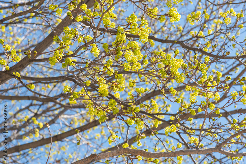 Maple tree branches covered in springtime flowers with blue sky background