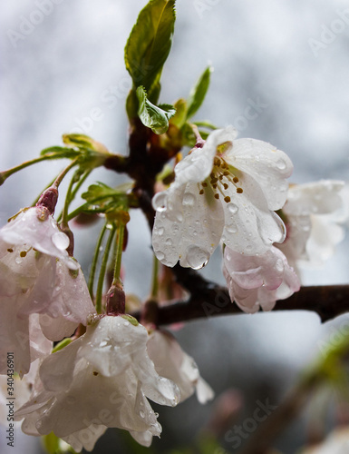 cherry tree blossom