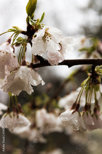 cherry tree blossom