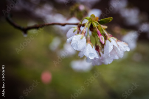 cherry blossom in spring