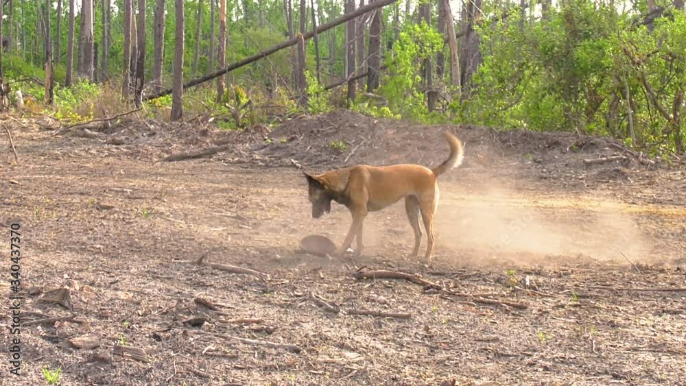 Belgian Malinois dog chases down a thrown toy in the dirt