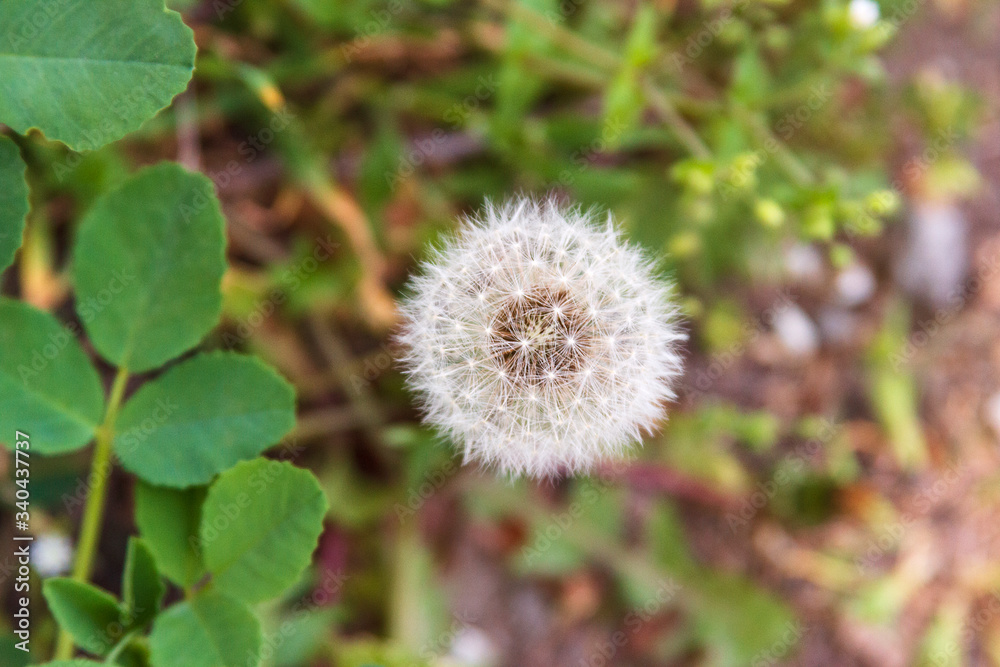 Close-up of a dandelion in the forest Close-up of a dandelion in the forest