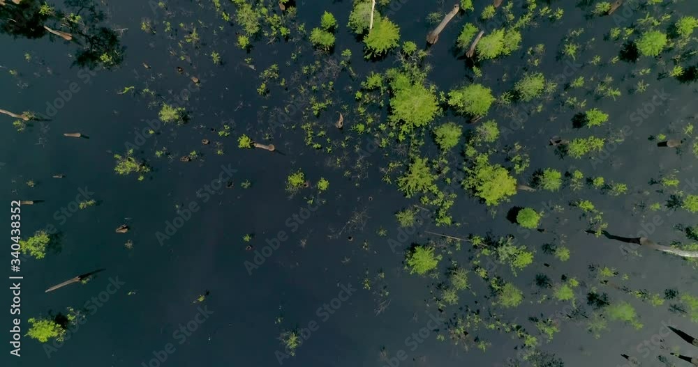 Aerial looking straight down at swamp tupelo and cypress trees 