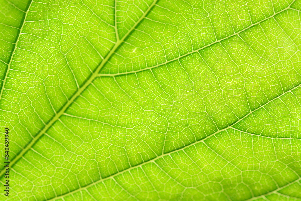 macro and close up of green leaf background macro and close up of green leaf background