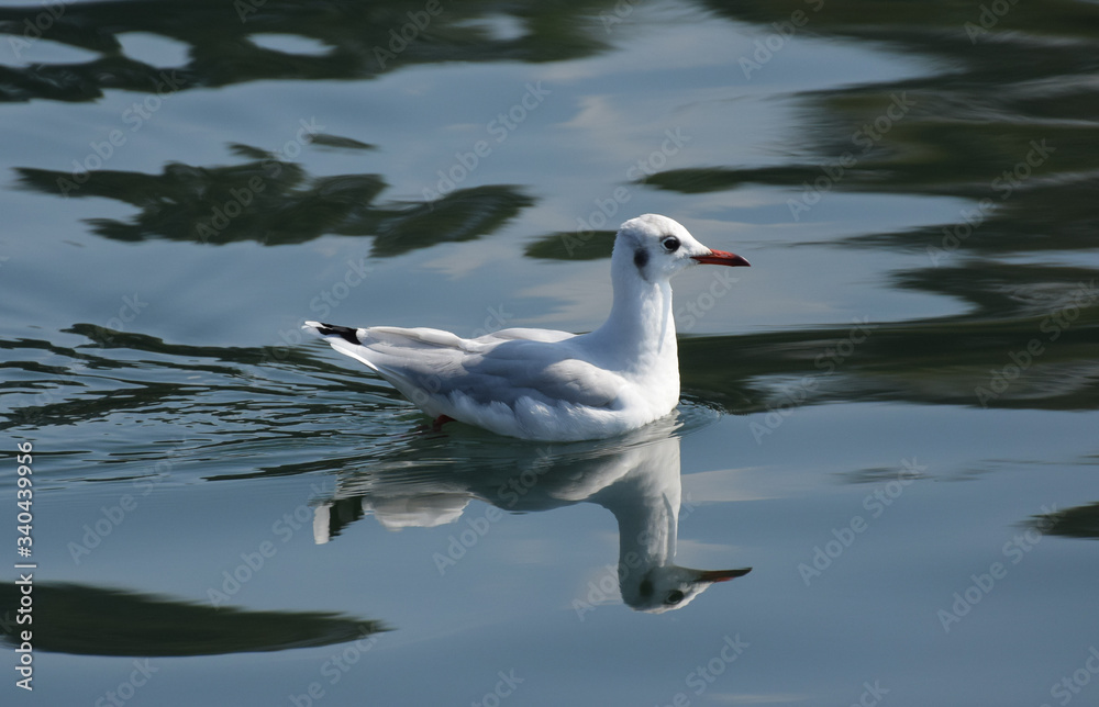 Gaviota Gaviota