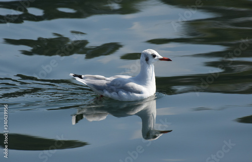 Gaviota