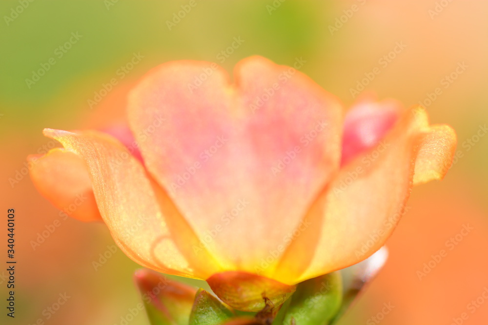 Fototapeta premium closeup for blooming orange flowers in nature