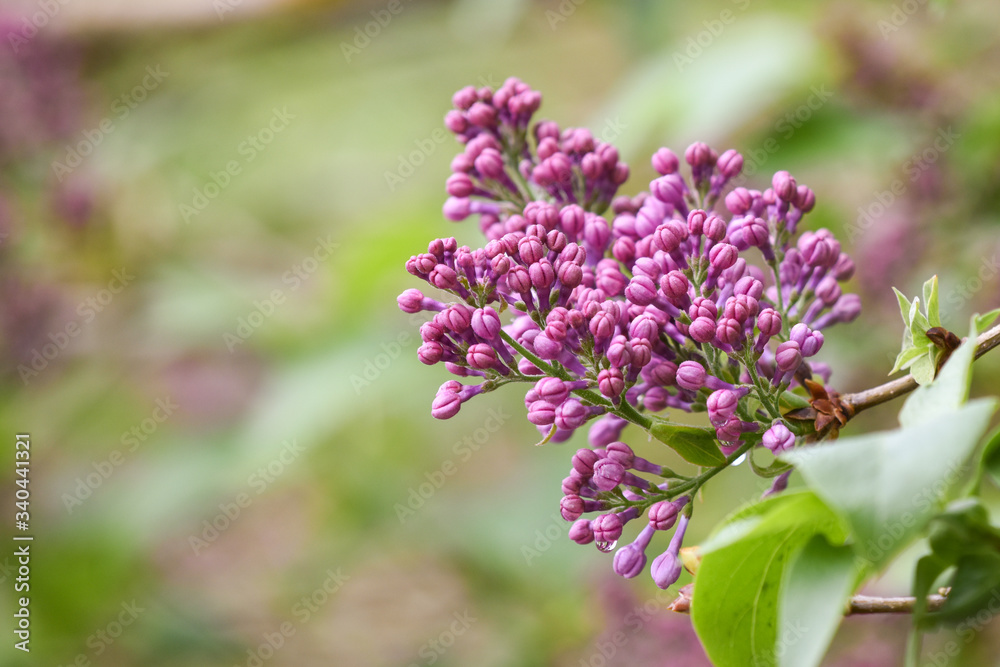 Flower buds about to open into petals on a branch in spring Flower buds about to open into petals on a branch in spring
