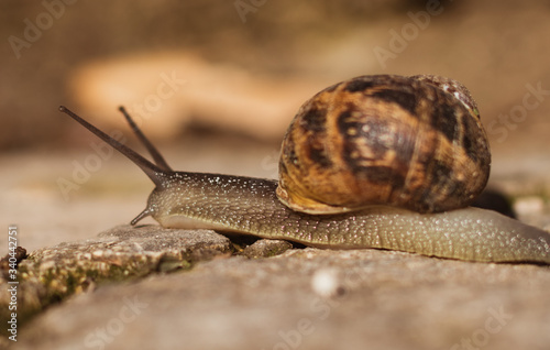 Close-up of a snail crawling on a stone floor