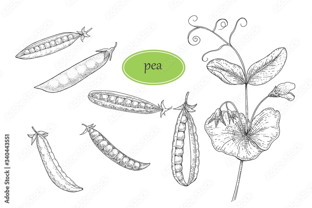 Detailed hand drawn sketch black and white vector illustration set peas, leaf. icons set. Outline set of peas vector icons for web design isolated on white background.Ink sketch of a.Retro style. Detailed hand drawn sketch black and white vector illustration set peas, leaf. icons set. Outline set of peas vector icons for web design isolated on white background.Ink sketch of a.Retro style.