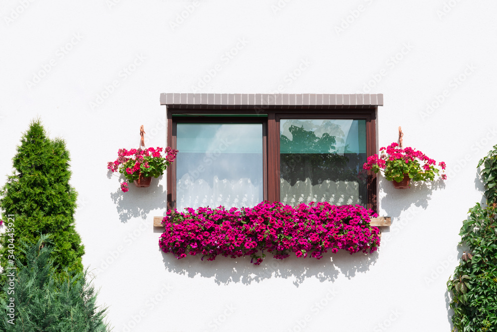 Window view outside in a white building which is decorated with flowers in a flowerpot. Thuja grow nearby. Plant concept, decor.