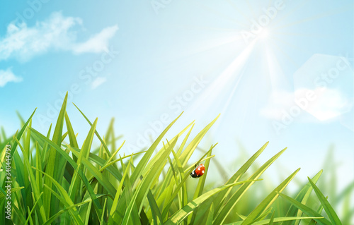 Spring summer background with fresh green grass and ladybug on blue sky bright background. Close up, macro.