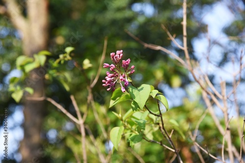 Lilac (Syrnga vulgaris) buds / Oleaceae deciduous shrub. photo