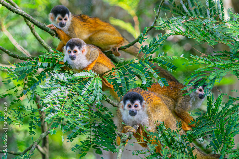 Obraz premium Squirrel Monkey with Orange Fur while Sitting In Jungle Trees
