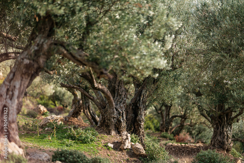 Bargou photo