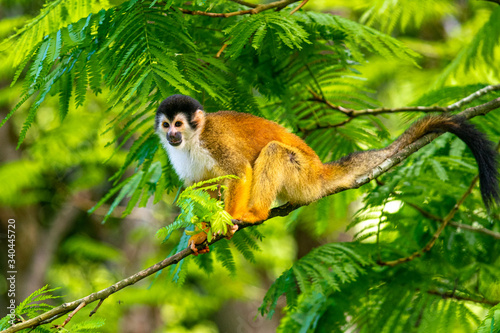 Squirrel Monkey with Orange Fur while Sitting In Jungle Trees photo