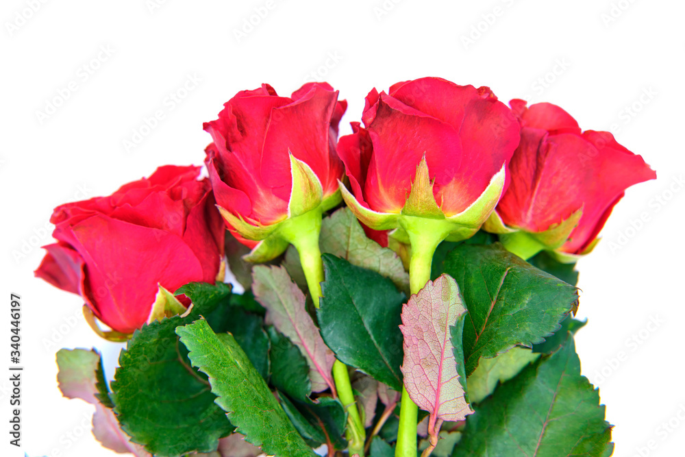 Red roses on a white isolated background