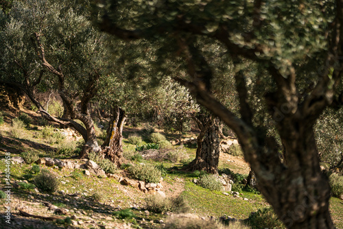 Bargou photo