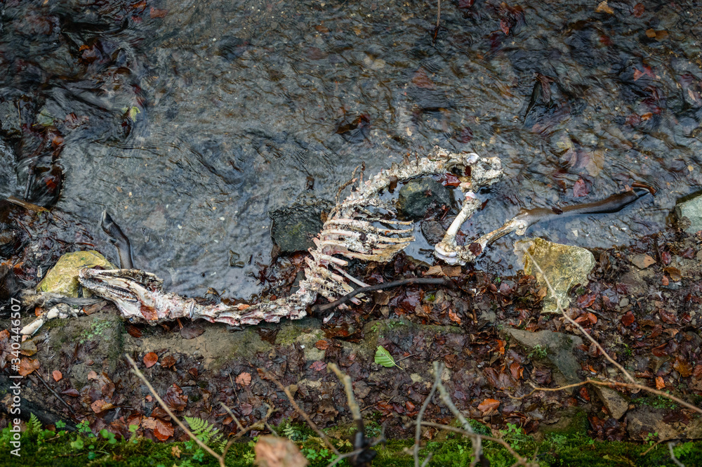 The skeleton of a dead deer lies partly in the river near the forest.