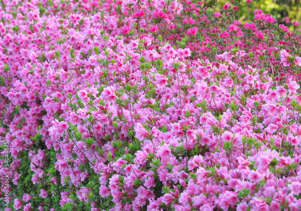 Tokyo,Japan-April 19, 2020: Azalea or Rhododendron in full bloom in spring
