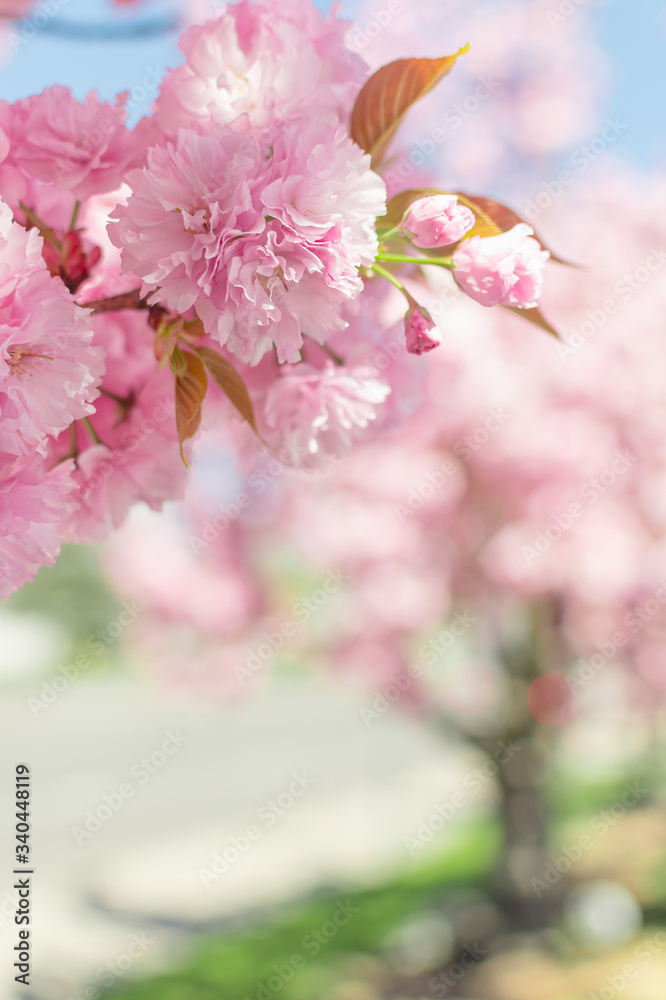 Obraz premium Pink Springtime Blossoms in Downtown 