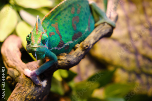 Veiled chameleon (Chamaeleo calyptratus) sitting on the branch, copy space