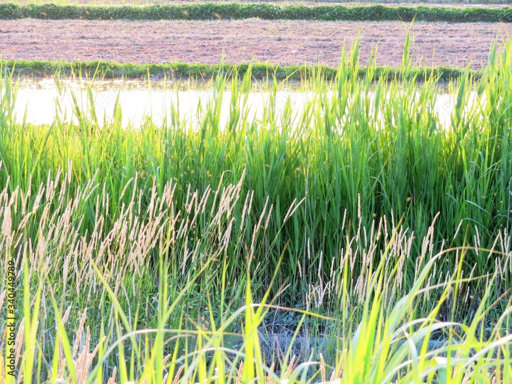 Obraz premium 日本の田舎の風景 6月 水辺夕景