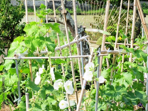 日本の田舎の風景　6月　花　タチアオイ