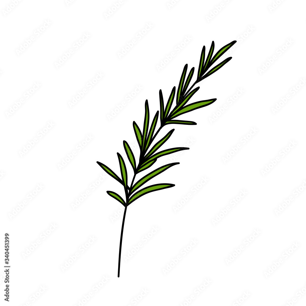 Fototapeta premium rosemary doodle icon