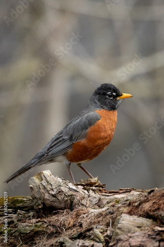 American robin in afternoon sunlight posing before a blurred background in the woods