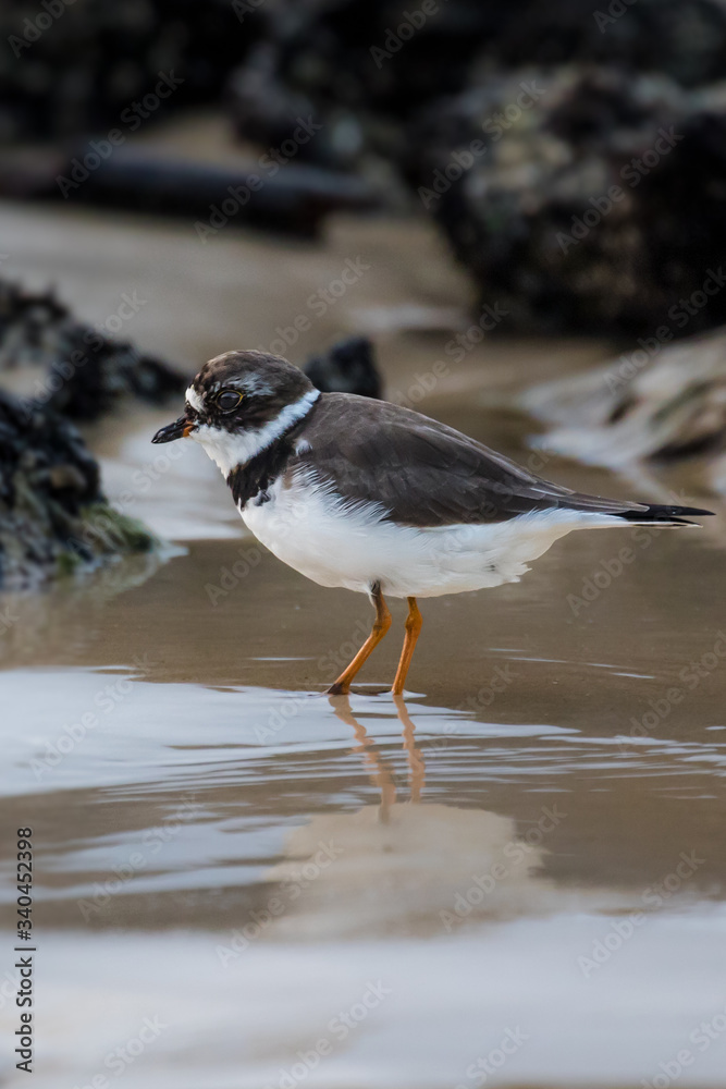 Semi-palmated plover bird searching for breakfast with beautiful reflection on a wet sand beach Semi-palmated plover bird searching for breakfast with beautiful reflection on a wet sand beach