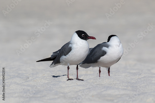 Seagull standing guard on a white sand beach while its mate naps