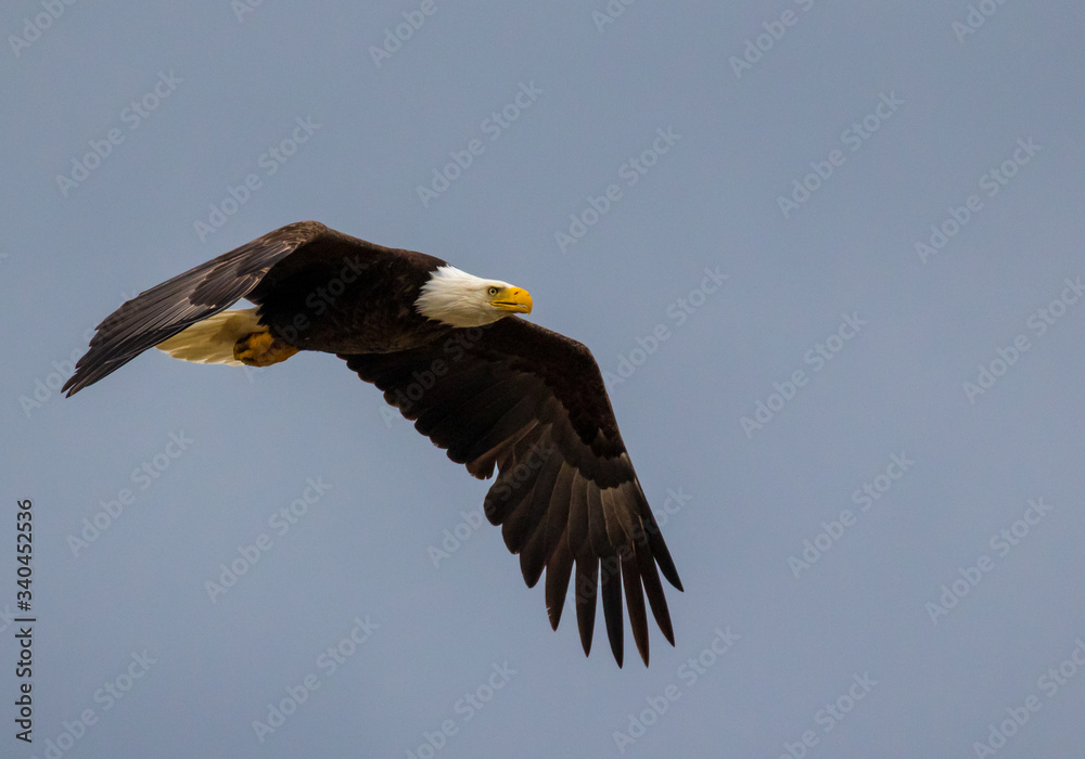 Bald eagle hunting and flying across the blue sky