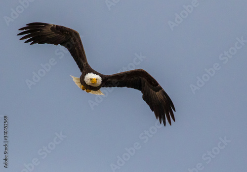 Bald eagle hunting and flying in the blue sky