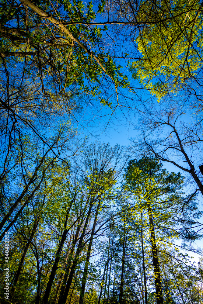Looking up at trees with a blue sky in the background Looking up at trees with a blue sky in the background
