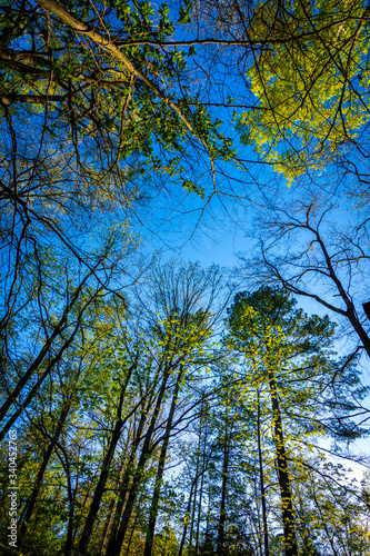 Looking up at trees with a blue sky in the background