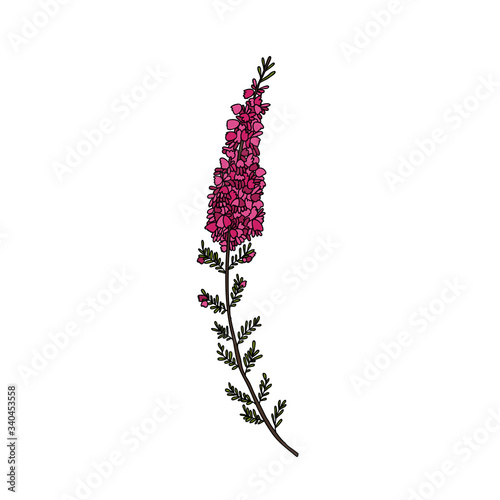 heather illustration