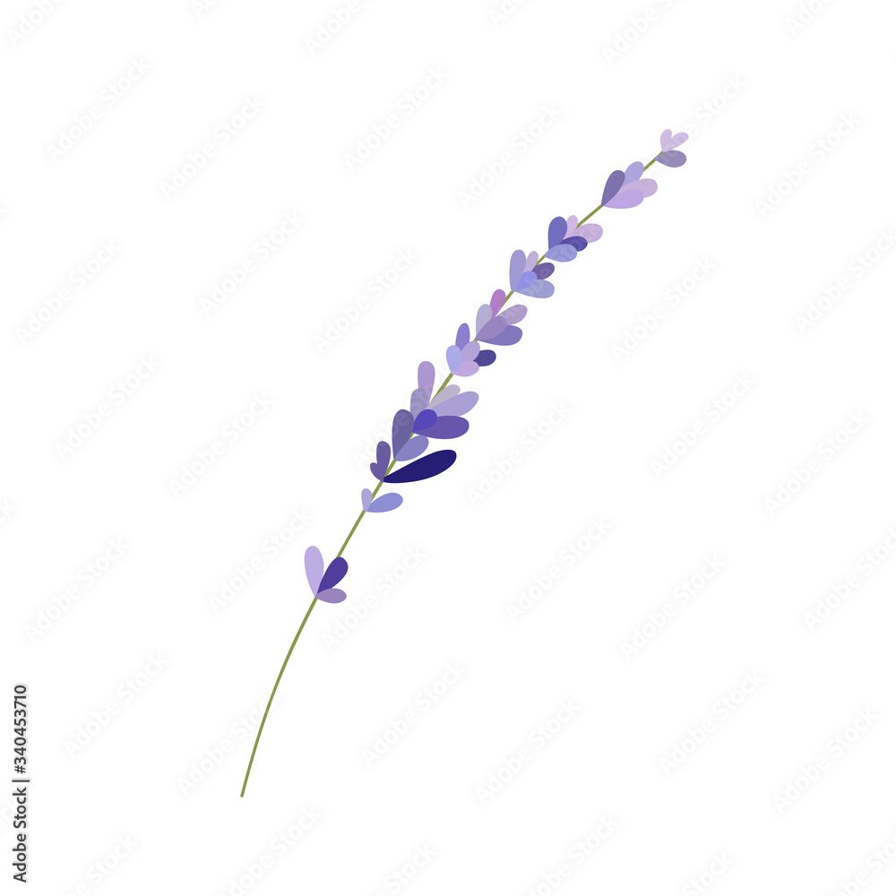 Obraz premium lavender doodle illustration