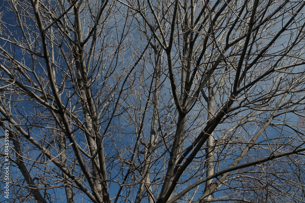 Winter branches Winter branches