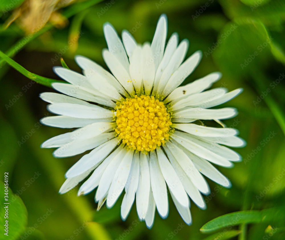 Macro shot of a marguerite blossom in spring time