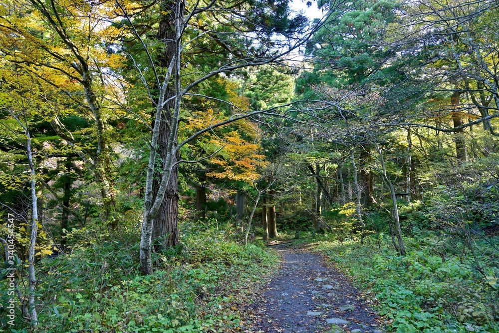 Fototapeta premium 大山の参道で見た紅葉情景＠鳥取