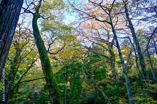 大山の参道で見た紅葉情景＠鳥取