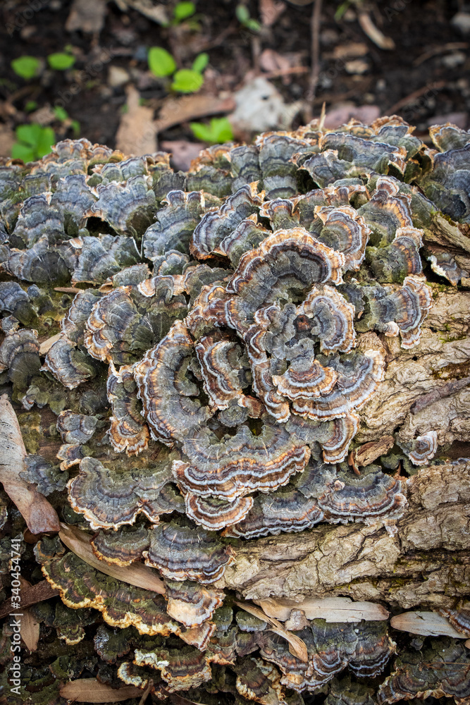 Medicinal turkey tail mushroom (Trametes versicolor) growing in the woods Medicinal turkey tail mushroom (Trametes versicolor) growing in the woods