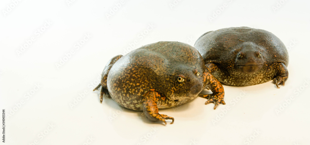 Obraz premium Bullfrog on a white background