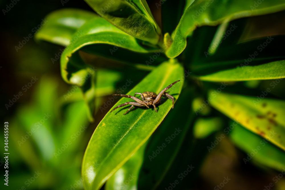 Jumping spider in defensive pose sitting on a leaf, cute tiny common spider defending himself, sunny day in spring, spiders are comming out, green background. Jumping spider in defensive pose sitting on a leaf, cute tiny common spider defending himself, sunny day in spring, spiders are comming out, green background.