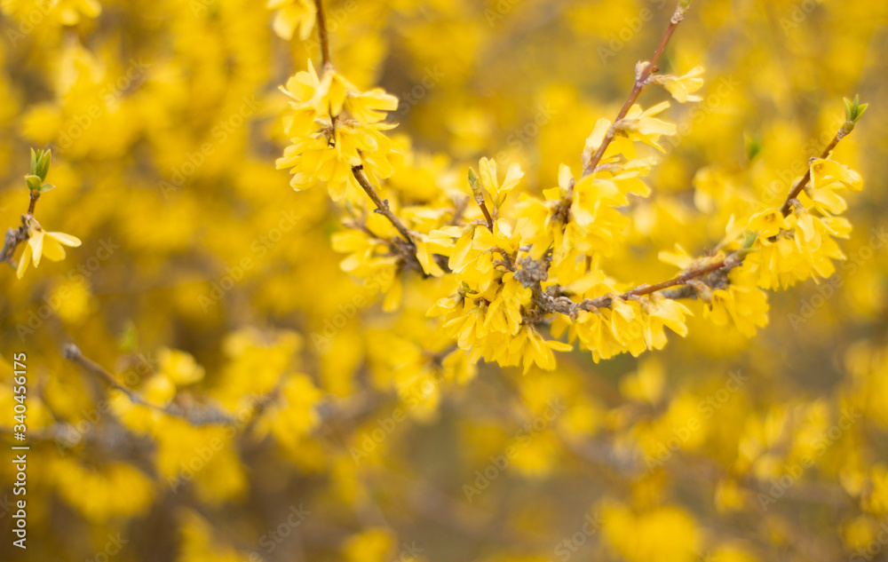 Border forsythia is an ornamental deciduous shrub of garden origin.Forsythia flowers in front of with green grass and blue sky. Golden Bell, Border Forsythia Border forsythia is an ornamental deciduous shrub of garden origin.Forsythia flowers in front of with green grass and blue sky. Golden Bell, Border Forsythia