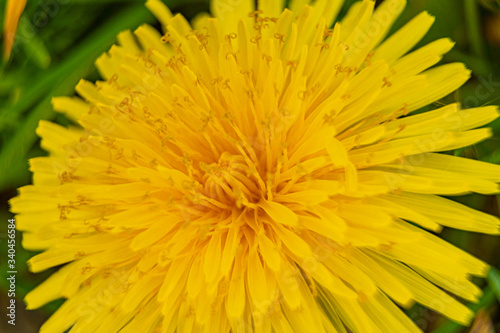 Macro shot of a dandelion blossom in spring time