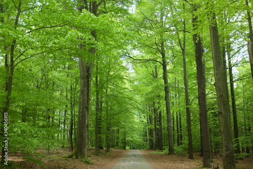 Springtime Hiking in a Tall German Beech Forest with Fresh Light Green New Leaves