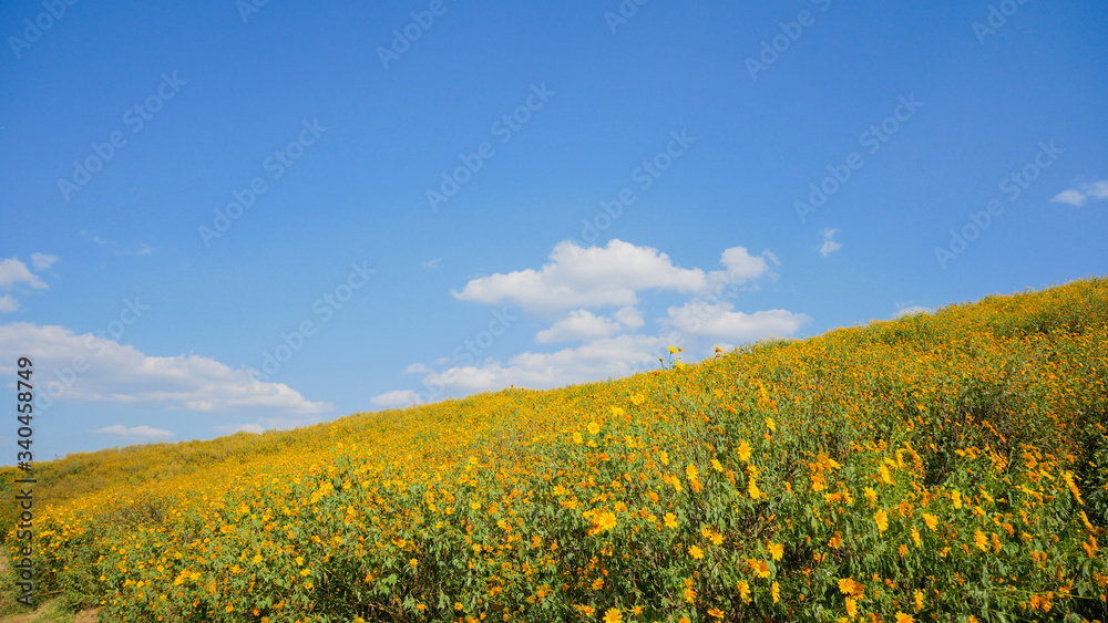 Obraz premium Tithonia diversifolia or Mexican sunflower blue sky beautiful with dirt road at Mae Moh district,Lampang province,Thailand.Plant flower outdoor way garden park.Landscape yellow floral winter season
